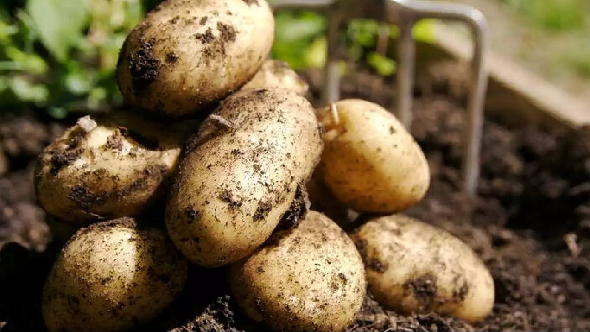 Kadınların bitmek bilmeyen çilesi bu yöntemle son bulacak! Tek bir patates kararma sorunlarını kökünden çözecek