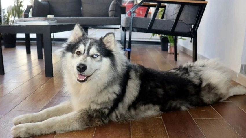 İstanbul'da kaybolan köpek öyle bir yerde bulundu ki... Yok artık dedirten olay! Sahibi ise bulan kişiyi ödüllendirdi