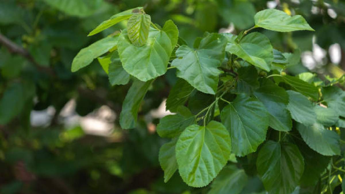 Sağlığın gizli kahramanı: Bu ağacın yaprağında sütten 25 kat fazla kalsiyum var! Bedava yetiştiği için kimse reklamını yapmıyor