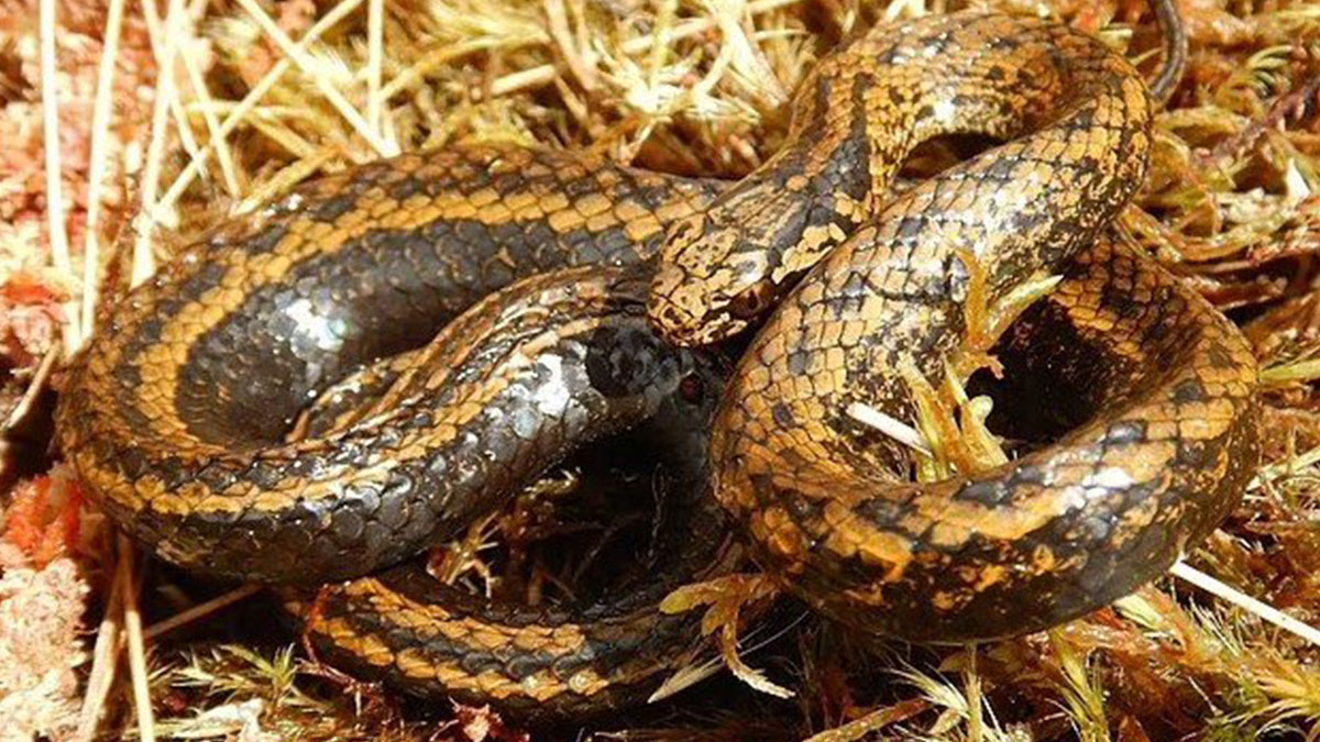 Keşfedilen yeni yılan türüne ünlü oyuncunun adı verildi! 'Nedenini anlamıyorum' diyerek tepki gösterdi