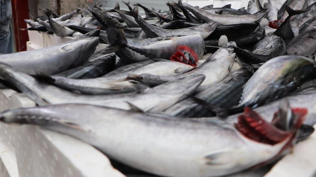 Bu sene Karadeniz’de palamut yok Malkoç: Bolca hamsi var