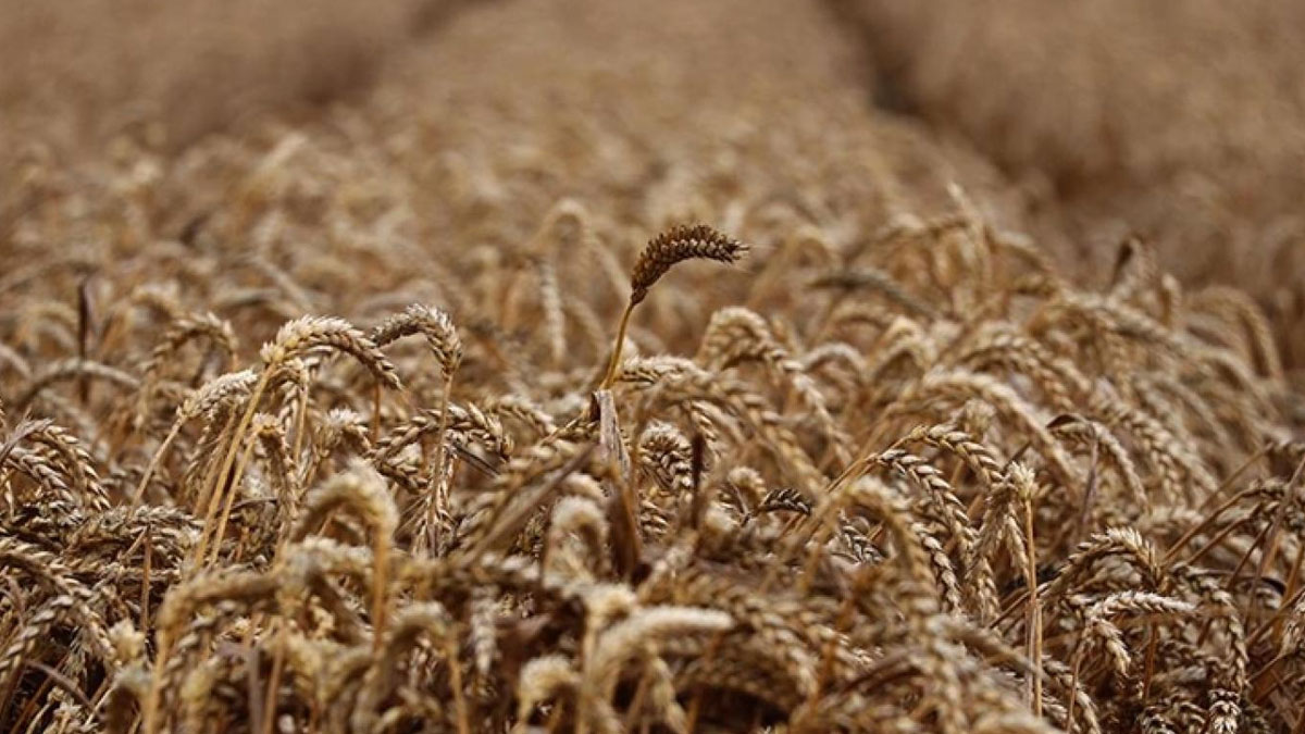 Anlaşma bitti, mahsül depolarda kaldı: Ukrayna'nın gıda ihracatında büyük düşüş