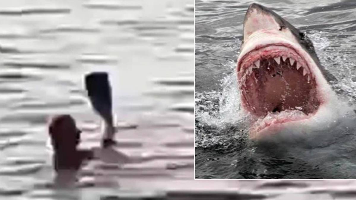 3 plaj resmen kapatıldı! Köpekbalıkları adamı paramparça etti