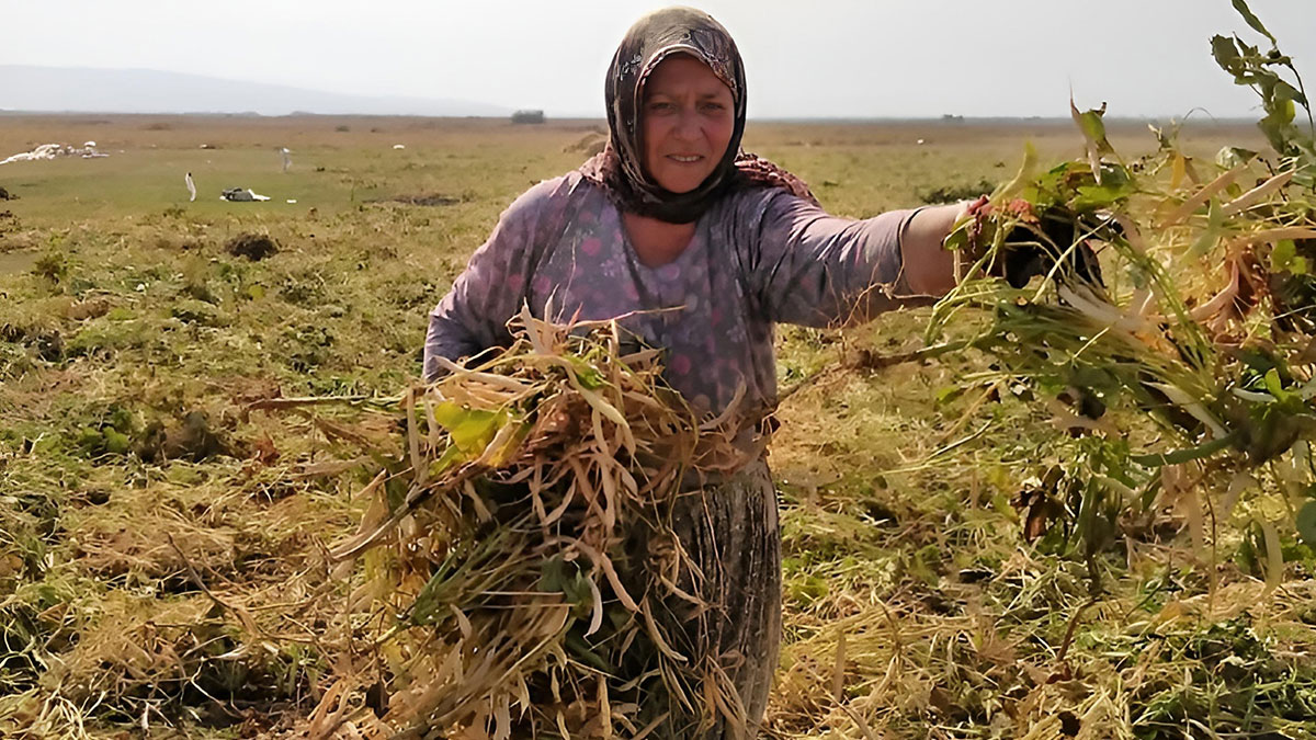 280 yıl önce Rusya'dan tohum getirmişti! Tarlaya bereket yağdı