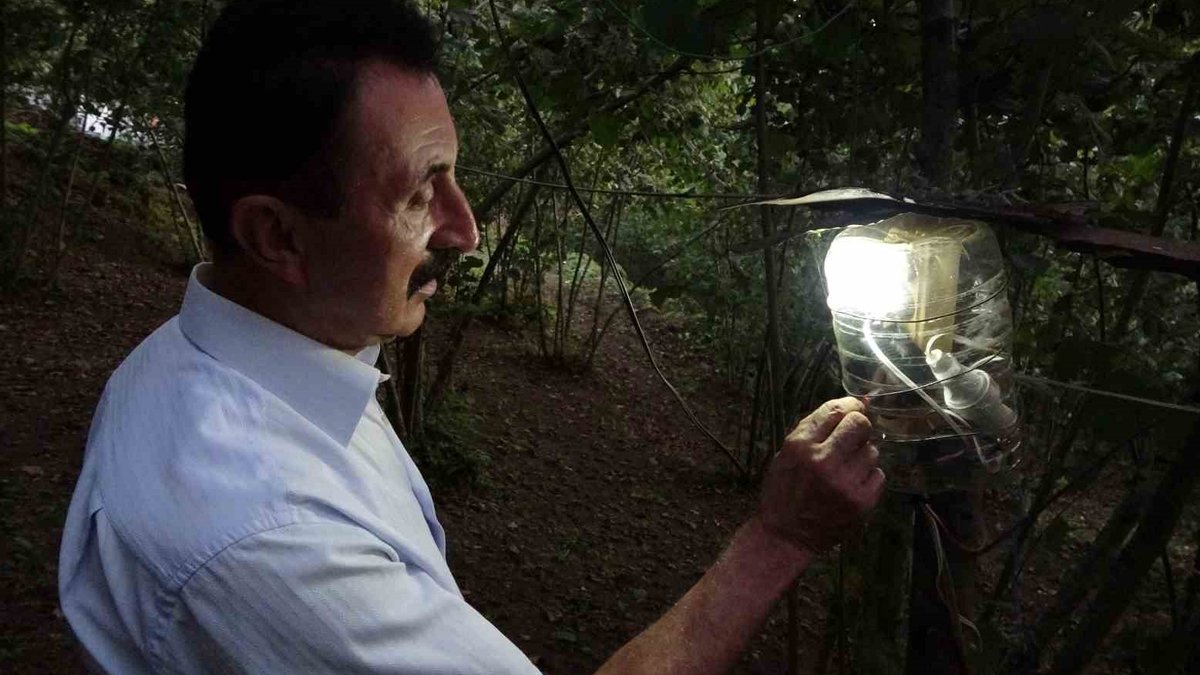 Fındık bahçesine giren domuzlara Karadeniz usulü çözüm: Led lambalar, alarm sistemi ve çakar