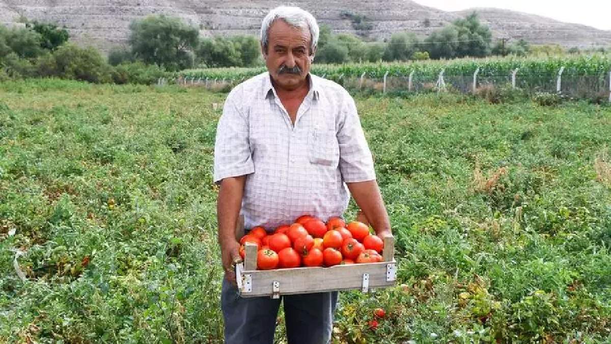 40 yıllık yetiştiricisi anlattı hasat dönemi başladı! En taze ve sulusu buradan çıkıyor: Şehir dışından gelip 500 kilo alıyorlar
