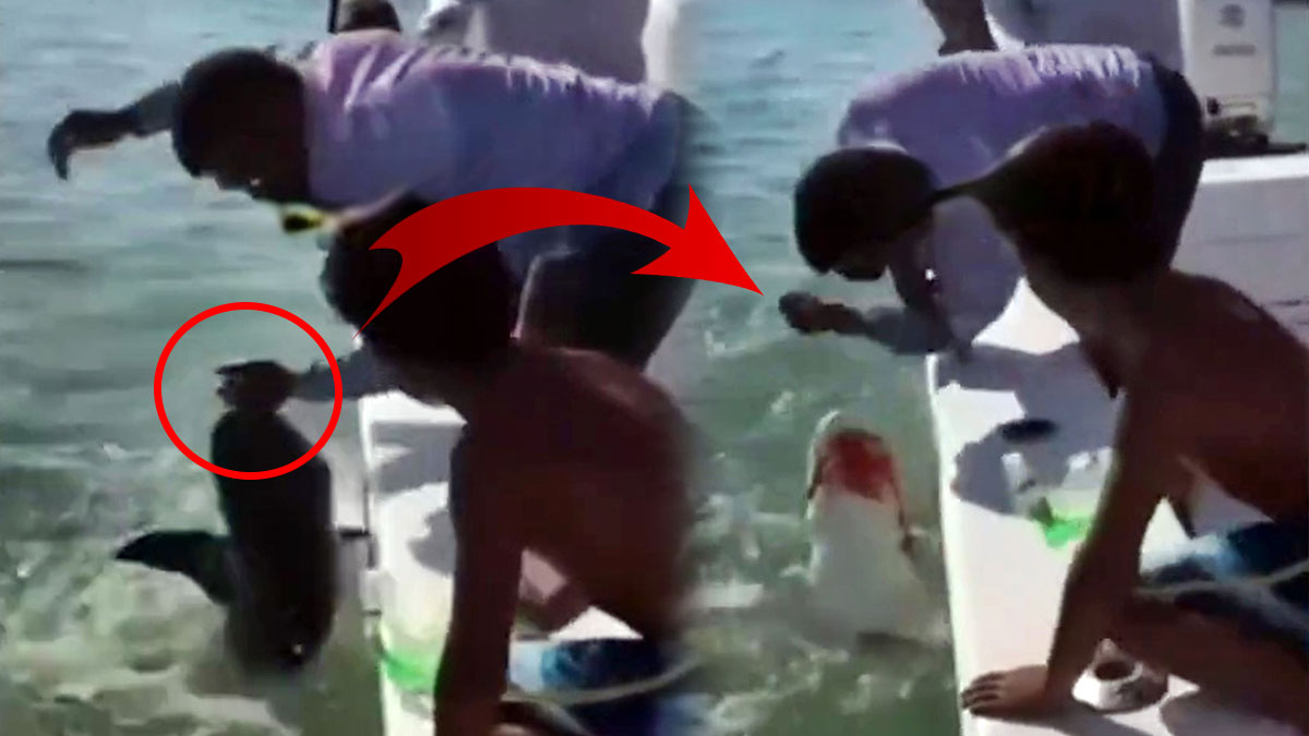 Deniz canavarı, adamın parmağını katır kutur yedi! Yavru diye seviyordu...