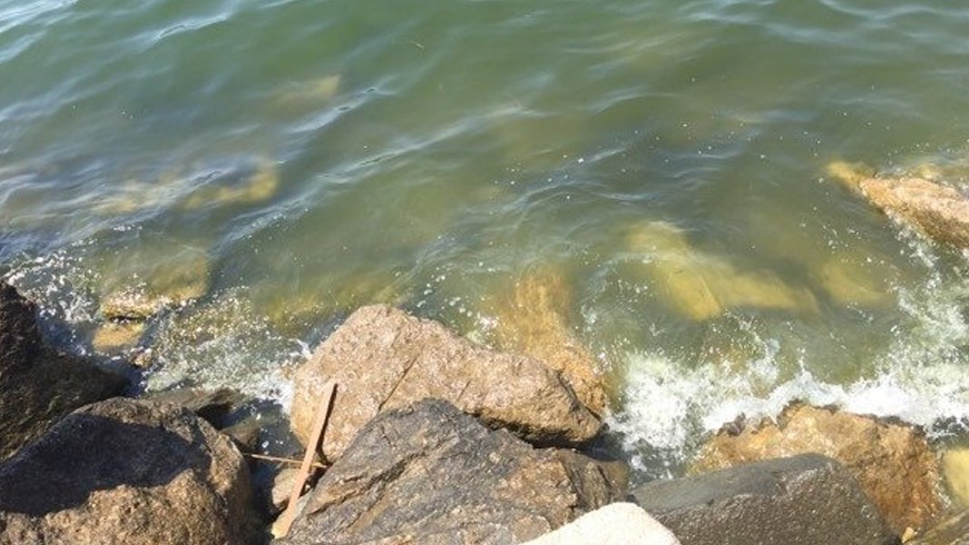 Edremit Körfezi 10 yıldır alarm veriyor: Kirli denize giren hasta çıkıyor