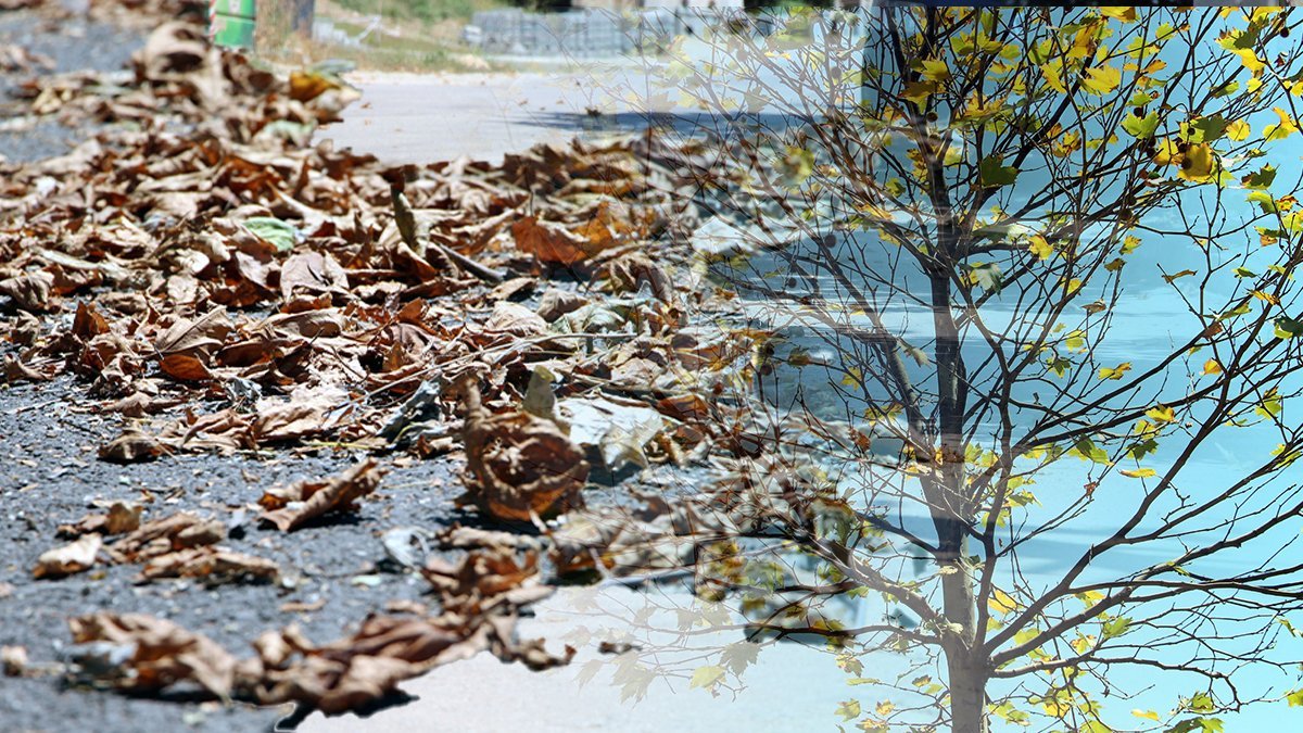 O ilimiz son 94 yılın en sıcak yazını yaşıyor! Yeşiliyle meşhurdu, toprakta su kalmadı