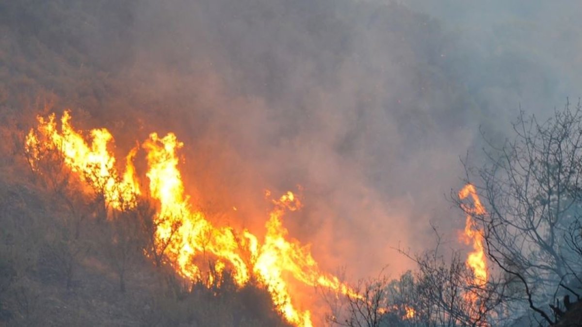 Bir orman yangını da Kastamonu'da