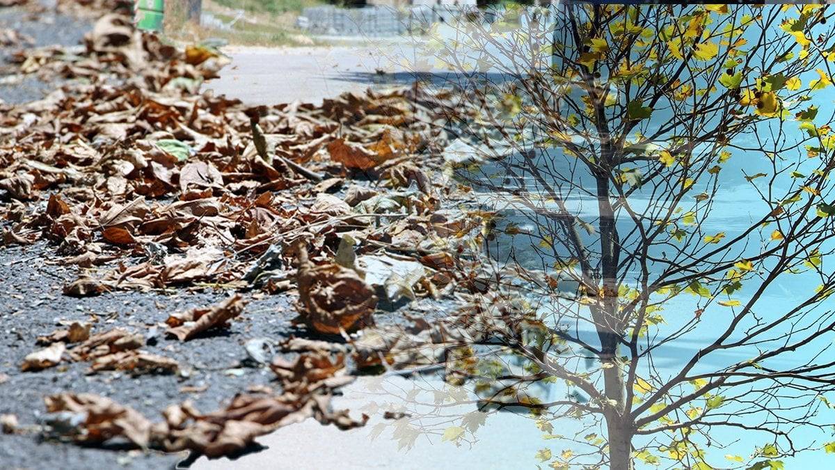 El Nino belası yeşiliyle meşhur ilimizi bile kuruttu! 94 yıldır böylesi görülmedi: Her şeyi kaybedebiliriz