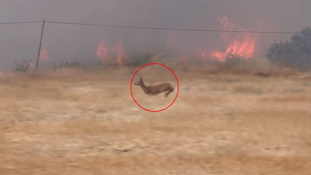 Çanakkale'deki yangından tüm gücü ile kaçmaya çalışan geyik kamerada!