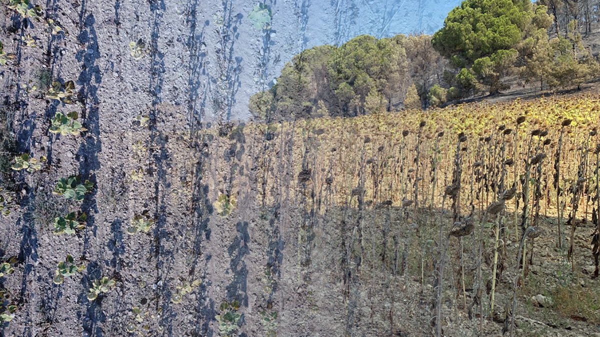 Sarı siyaha döndü: Çanakkale'deki yangından acı manzara