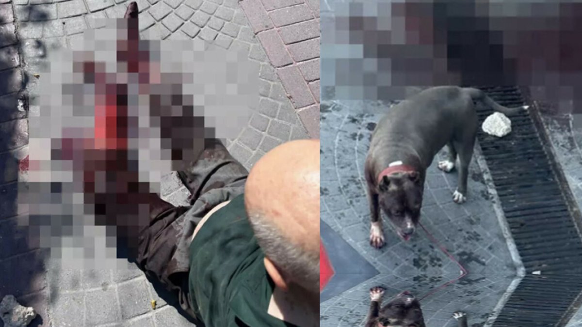 İstanbul'un göbeğinde pitbull saldırısı: Yaşlı adam kanlar içinde kaldı