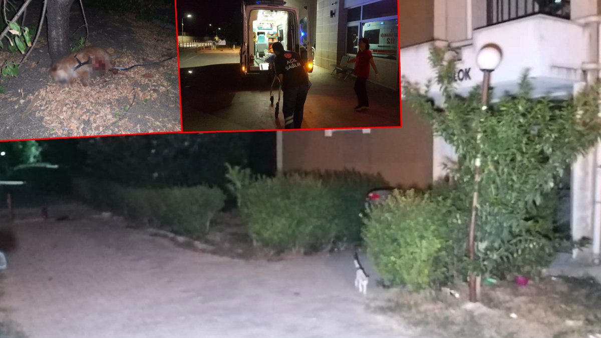 Adana'da 'ev sahibi' dehşeti: Kiracısını yaralayıp, köpeğini katletti!