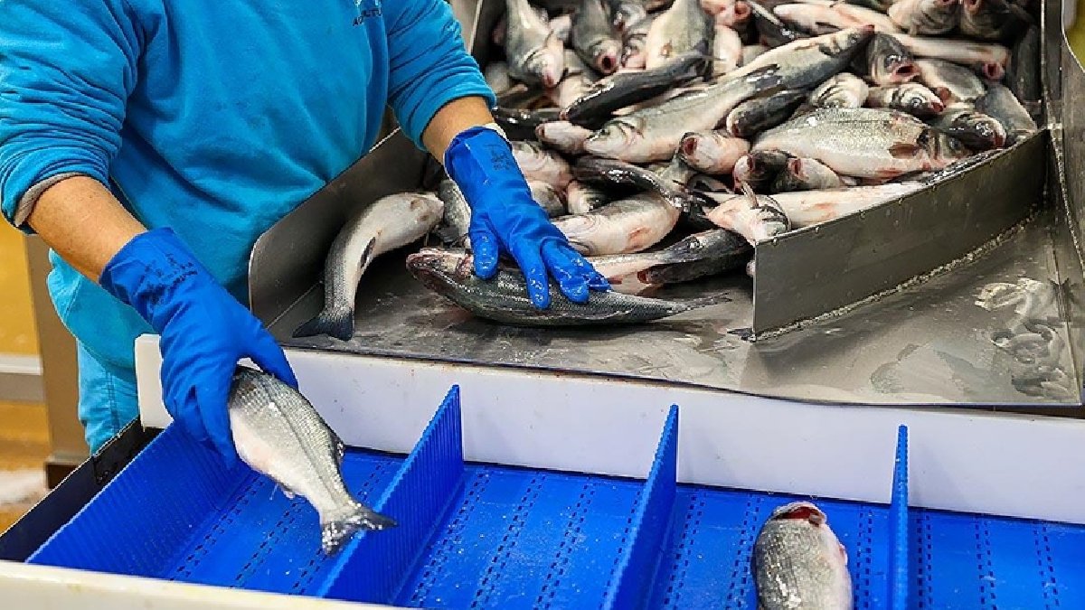 Nükleer santral krizinden sonra Çin Japonya’dan ithalatı yasaklamıştı: Balık açığını Rusya kapatacak