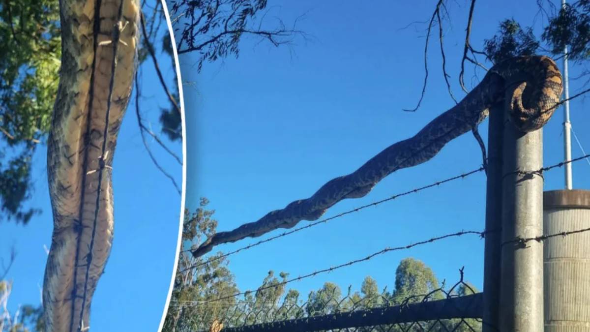 3 metrelik yılan öyle bir yerde yakalandı ki... Görenler gözlerine inanamadı