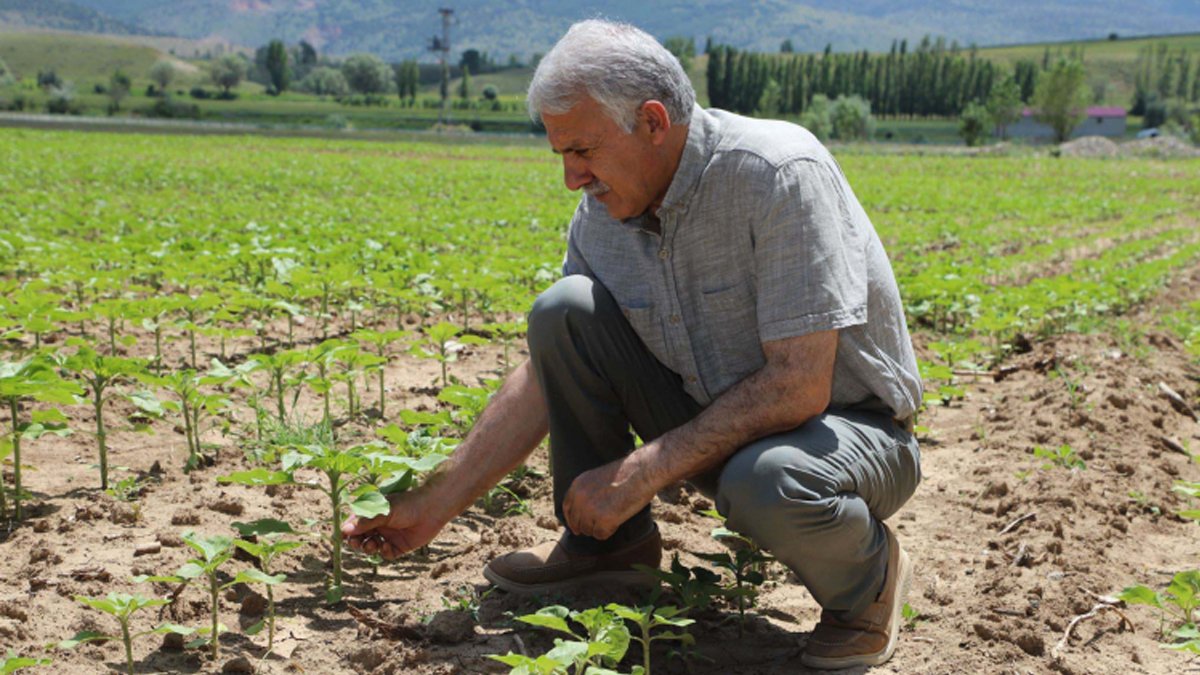 Gümüşhane’nin toprağından bereket fışkırdı! Edirne, Tekirdağ, Kırklareli’ne rakip.. Artık orada da yetişecek