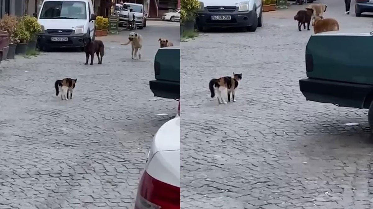 3 köpeğe kafa tutan kedi kamerada! Kendisinin iki katıydılar ama...
