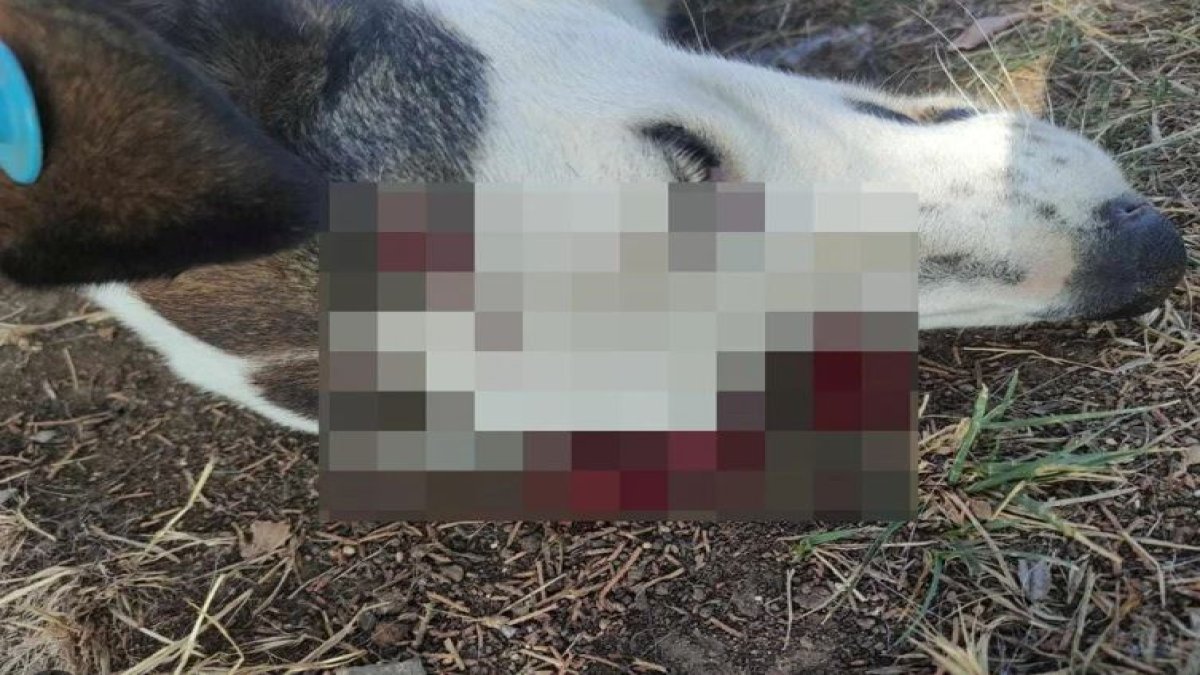 Hayvana şiddet bitmiyor! 'Benek'i tabancayla vurdular