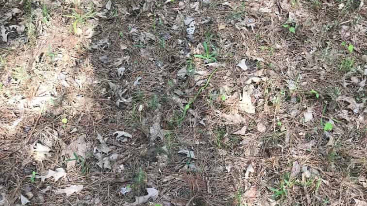 Resimdeki gizli yılanı görebilen Einstein kadar zeki çıkıyor! İnsanların %99'u başarısız oldu