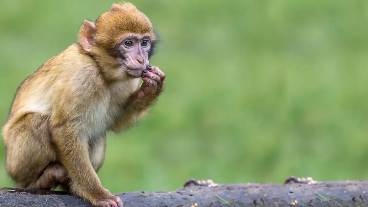 Hindistan'da akılalmaz olay: Maymun 4 aylık bebeği kaçırıp çatıdan attı