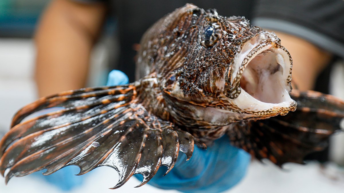 Tek avcısı insan: Lüks restoranlarda 'yok' satıyor