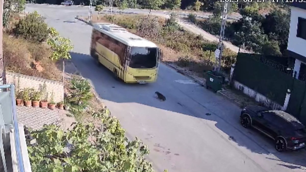 Tuzla'da pes dedirten olay! İETT şoförü yerde yatan köpeği ezip kaçtı