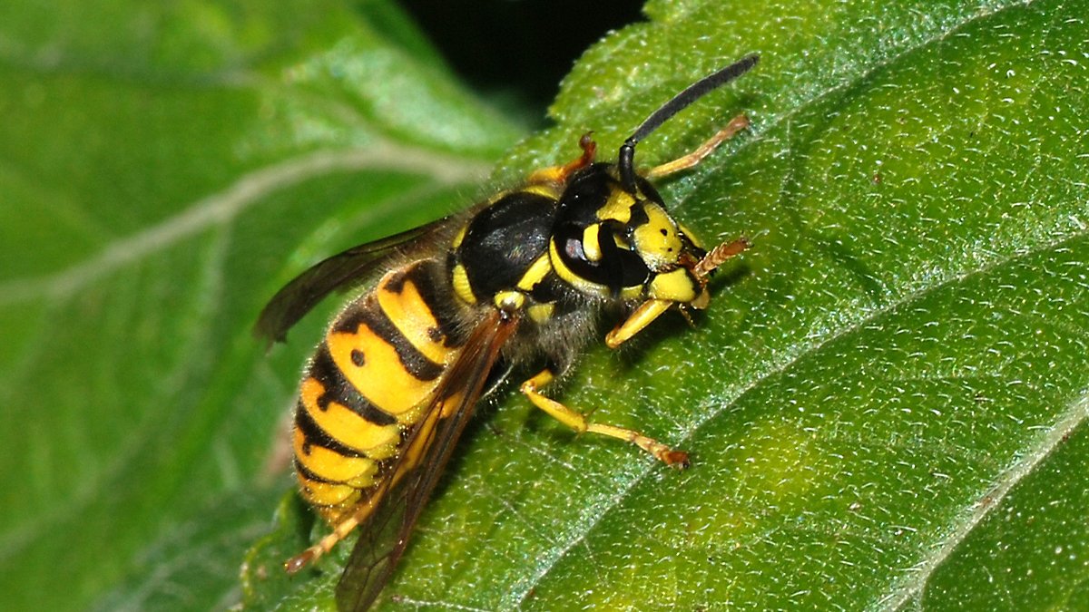 Belçika'da eşek arısı saldırısı: Çok sayıda kişi hastanelik oldu