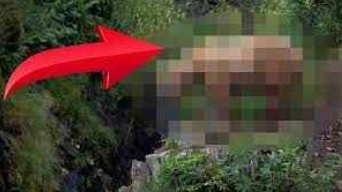 Amasya, Artvin, Bolu, Giresun, Gümüşhane, Kastamonu, Trabzon, Zonguldak... Tüm Türkiye'ye uyarı! Ormanda görürseniz bunu yapın