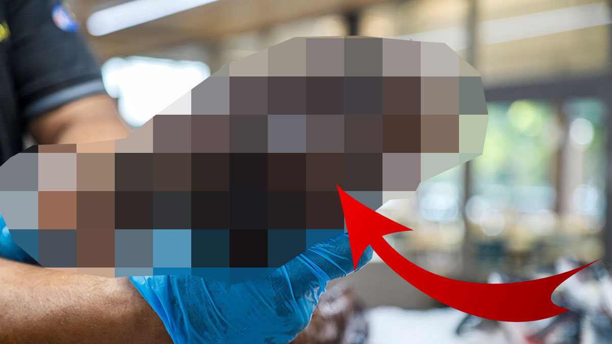 Bu işe giren köşeyi dönüyor: Kilosu 500 TL'den satılıyor! Talebe yetişemiyorlar, tadı çipuraya benziyor