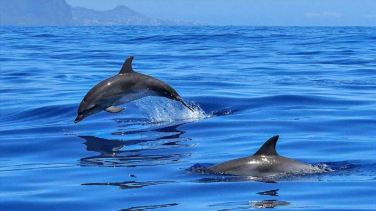 İstanbul’da ortaya çıktı! Kameralar o anlar için kayıt tuşuna bastı: Herkes hayret içerisinde...