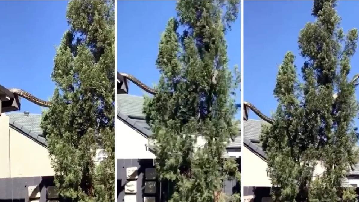 Bir insanı tek lokmada yutuyor! Metrelerce uzunluktaki yılan evin çatısından ağaca atladı herkes küçük dilini yuttu