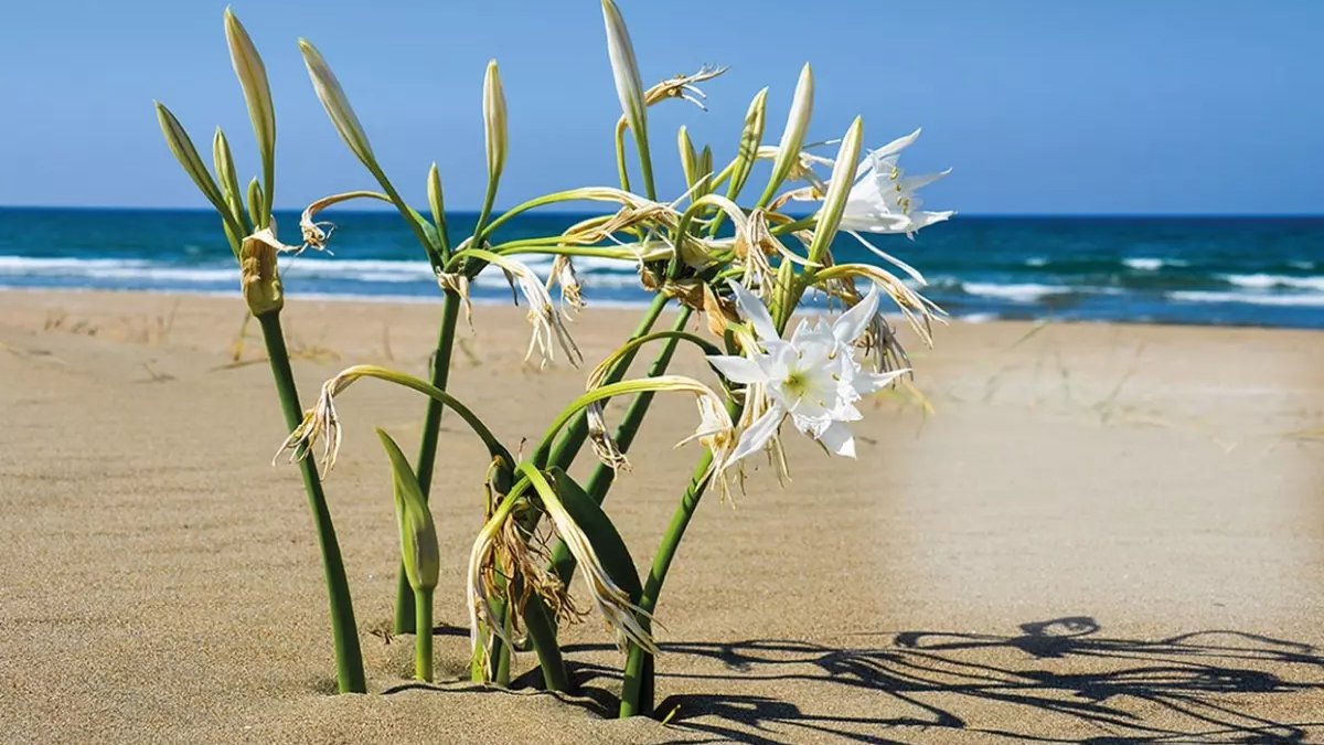 Bu çiçeğe dokunan yandı! Koparmanın cezası 244 bin liradan başlıyor
