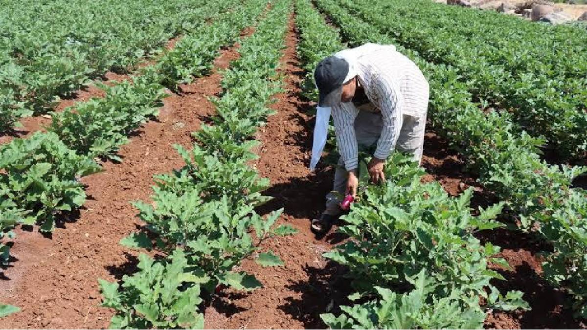 Giresun, Artvin, Rize, Trabzon, Sinop, Ordu, Samsun Düzce ve 10 ile tehlike uyarısı! Onu eken söküp atsın!Bağ bahçe bırakmayacak