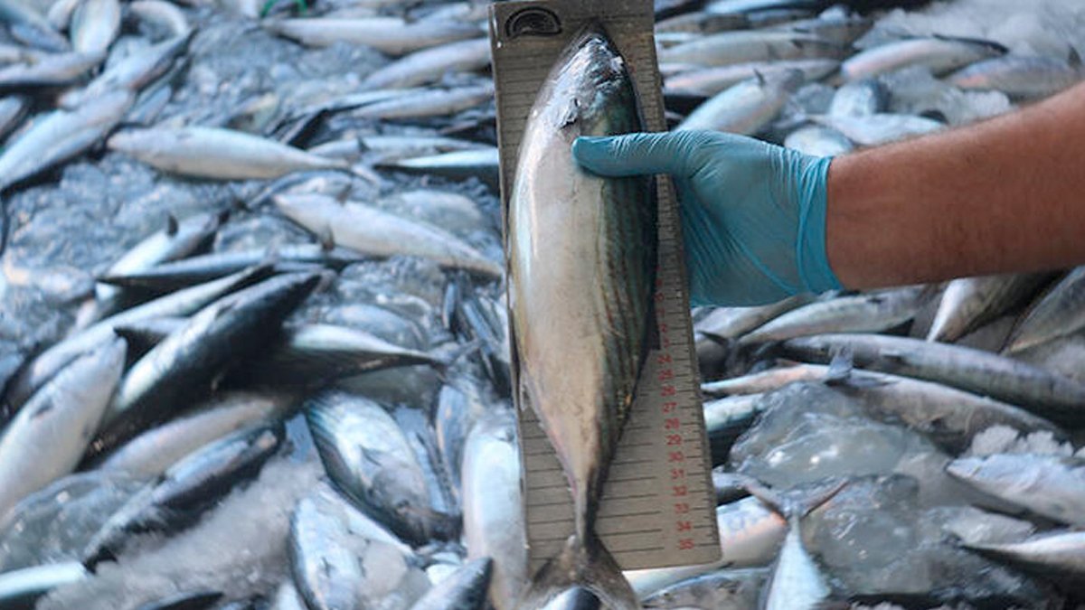 Sıcak havalar lüfer ve palamudu vurdu
