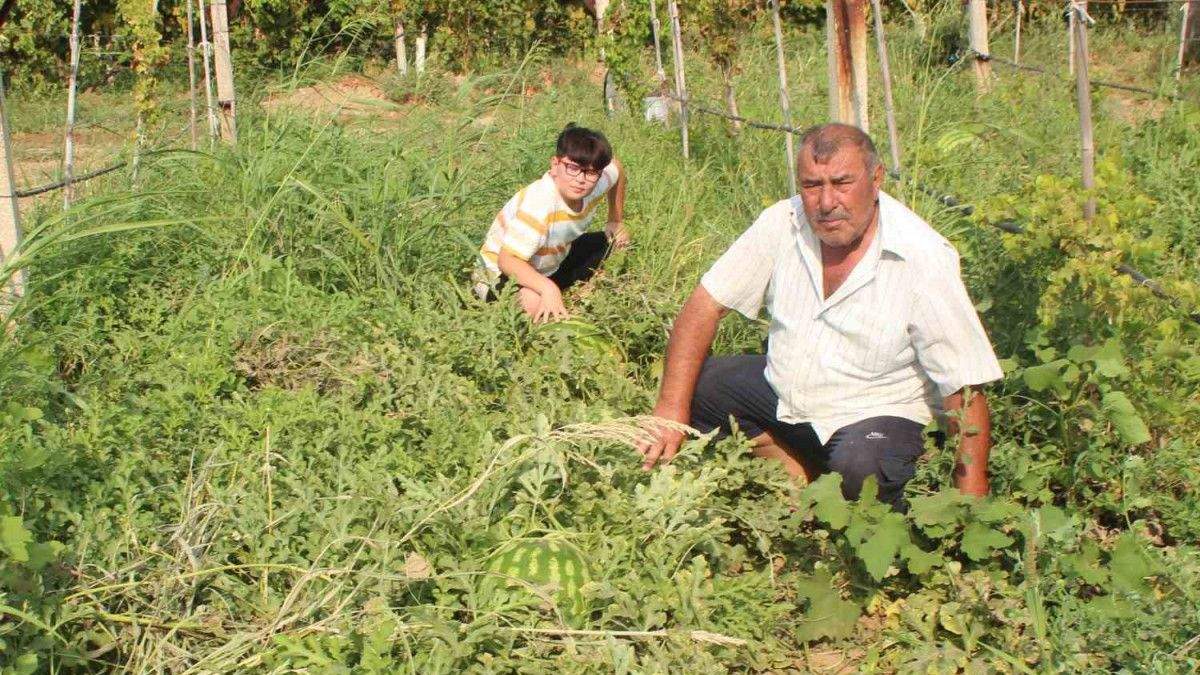 Üzüm bağında imkansızı yetiştirdi! Görenler hayret ediyor: Her biri 30 kilo ve lezzetiyle çatlıyor