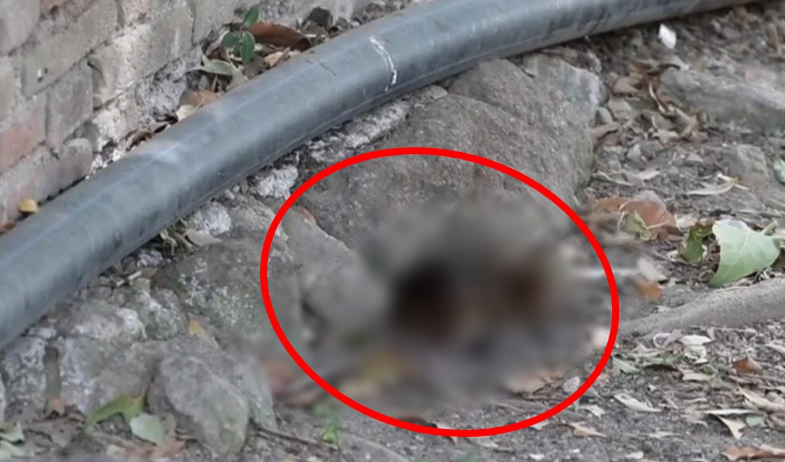 Kemirgenler sürü sürü o şehri bastı! Esnaf kepenk kapattı! İstila katlana katlana büyüyor