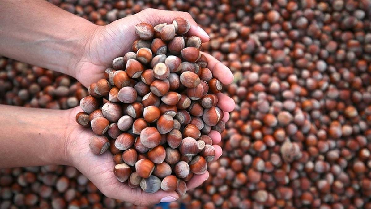 Fındık fiyatları rekora koşuyor ama... Üretici de tüketici de dertli! Fiyatları gören gözlerine inanamıyor