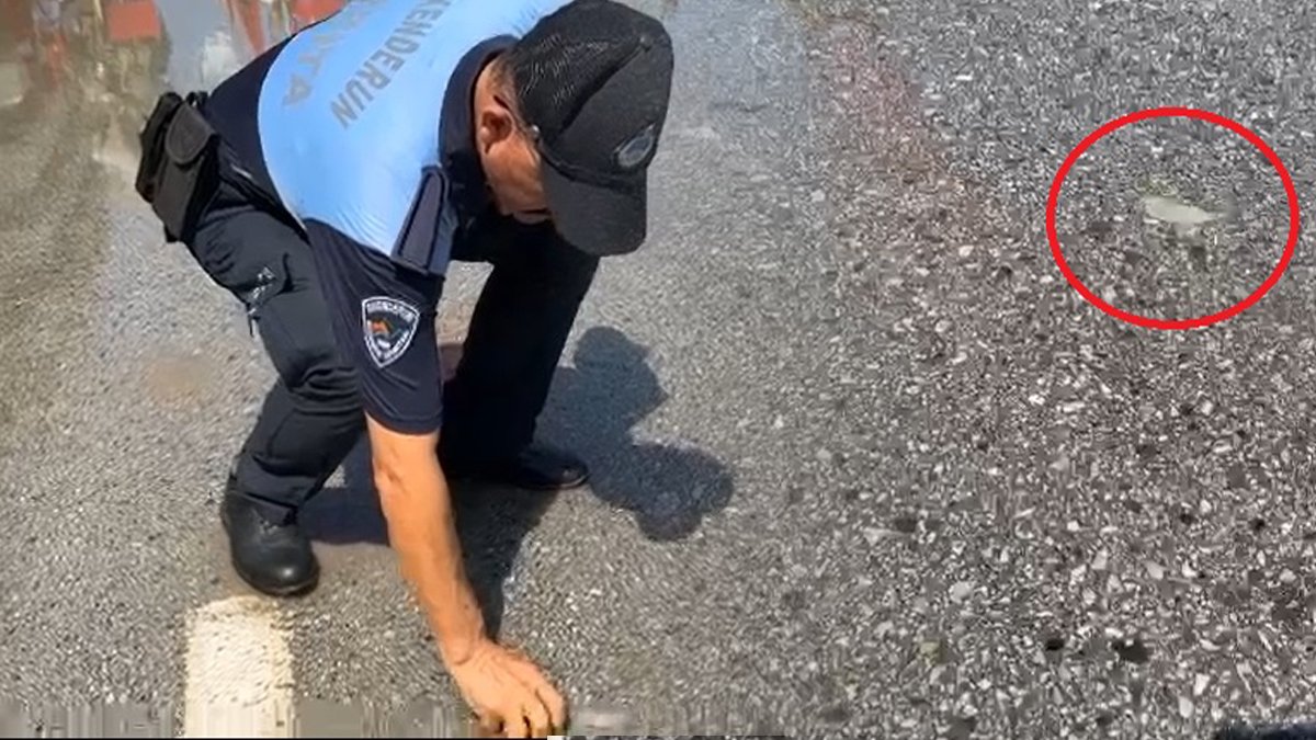 Deniz yükseldi, zabıta asfalttan balık topladı