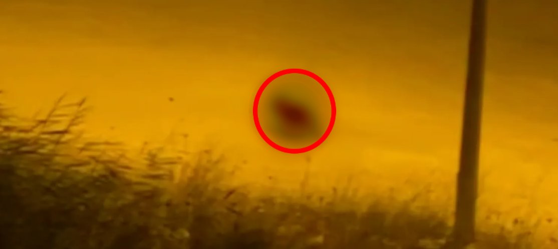 Dağlardan şehre indiler! Yalova, Kocaeli, Sakarya, Düzce...