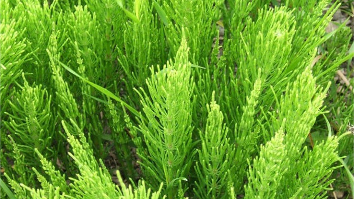 40 kapıyı açan şifalı ot! Bir ölüme çaresi yok, dağ taş her yerde yetişiyor