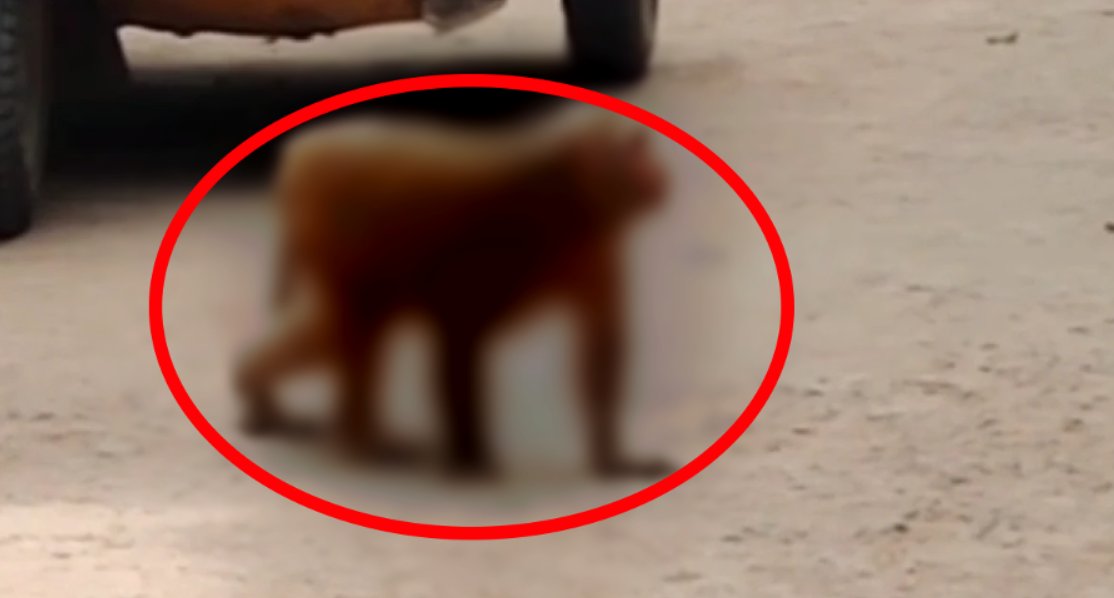 Gördükleri her şeye saldırıyor! Yetkililer tüm yolları deniyor! Saldırıların önü alınamıyor! Son çare ise...