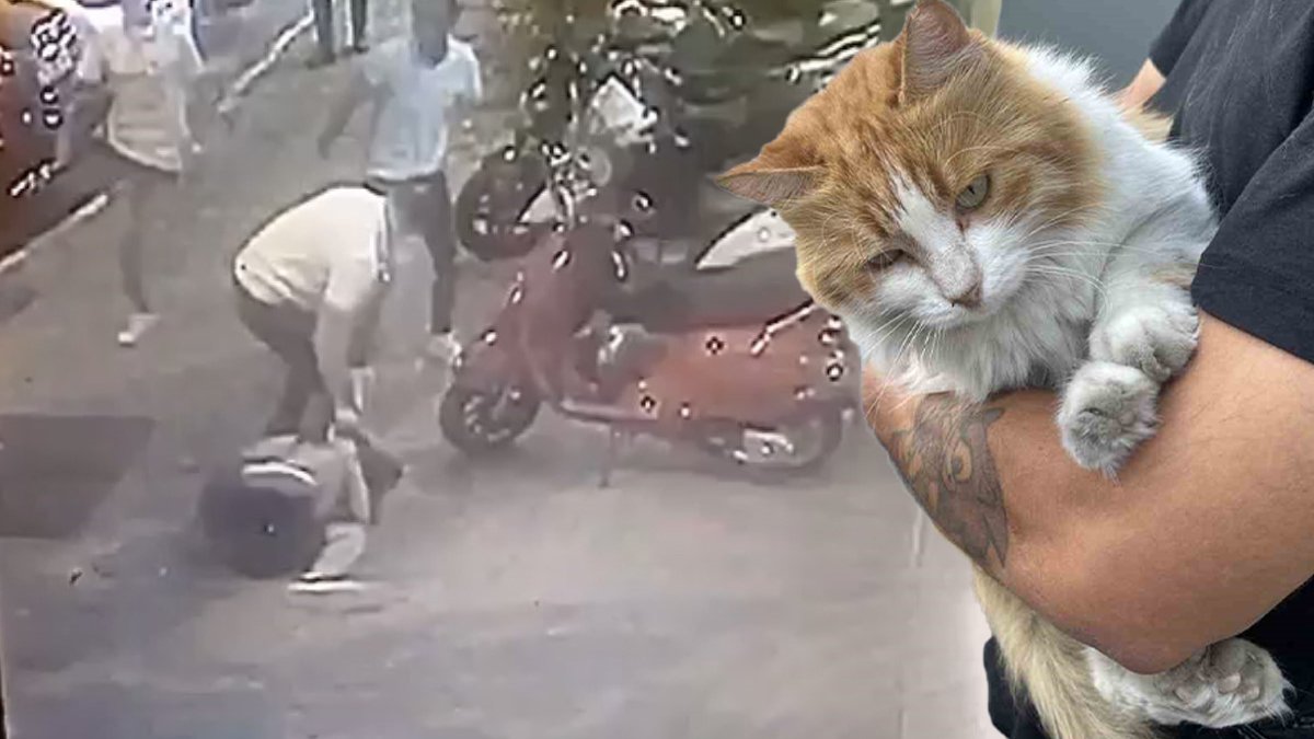 Hayvana karşı şiddete seyirci kalmadı: Saldırgana meydan dayağı