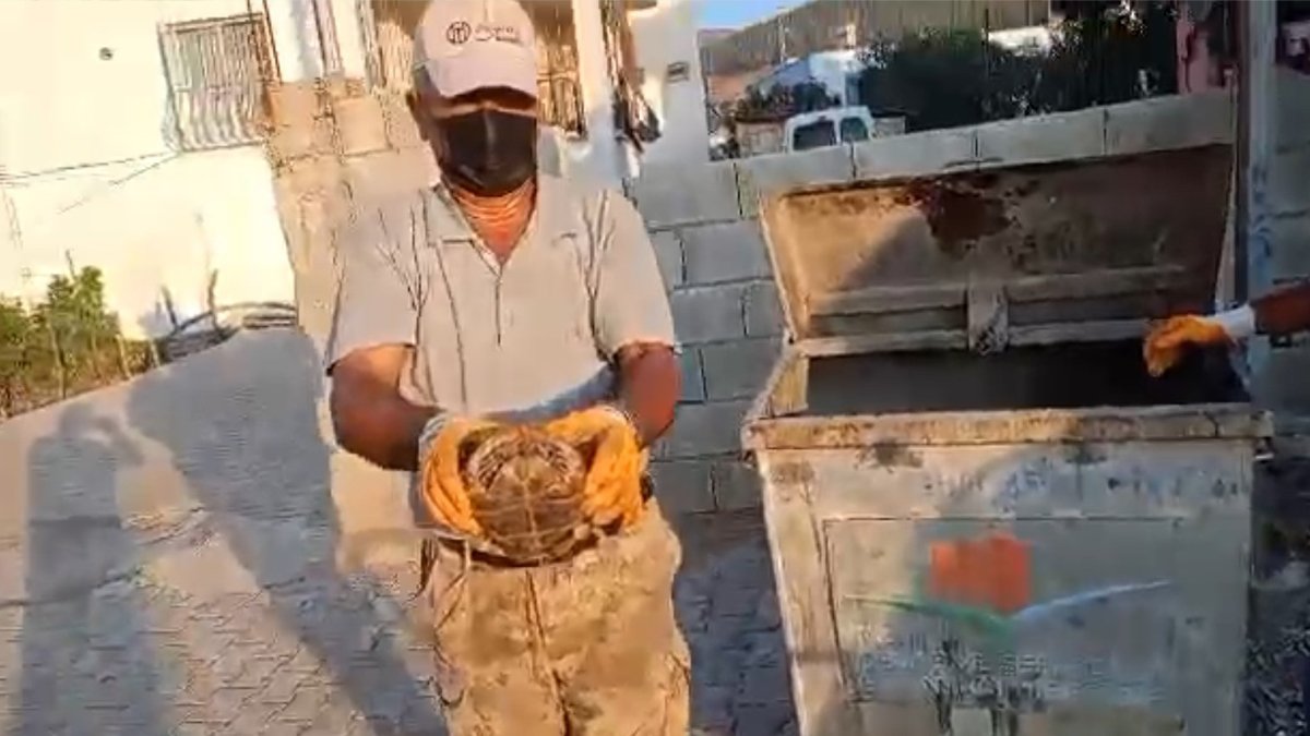 Kahramanmaraş'ta isyan ettiren olay: Kaplumbağayı çöpe atmışlar!