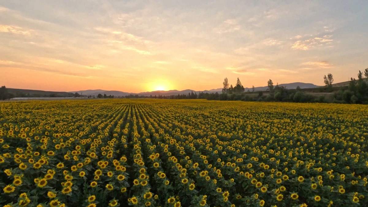 Deneme amaçlı ektiler 25 ton rekolteye ulaştılar! Şimdi fabrika açmaya hazırlanıyorlar