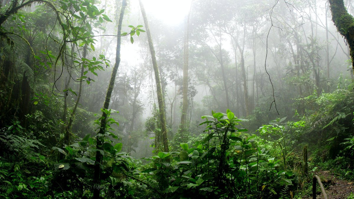 Göçmenler için ‘geçilmesi imkansız’ rota yok! Darien Boşluğu'ndan yüz binler geçti