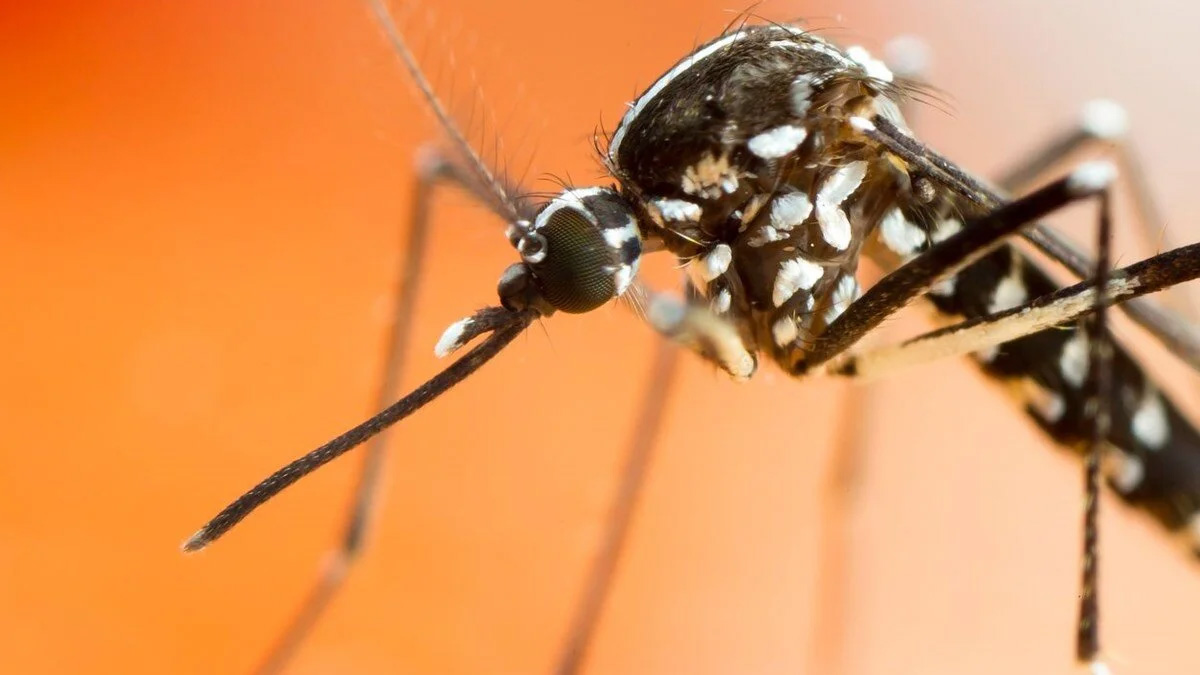Tarihte bir ilk! Sivrisinek alarmı kimse evinden çıkmasın: Yollar kapatıldı o canavarı yok etmek için operasyon başladı