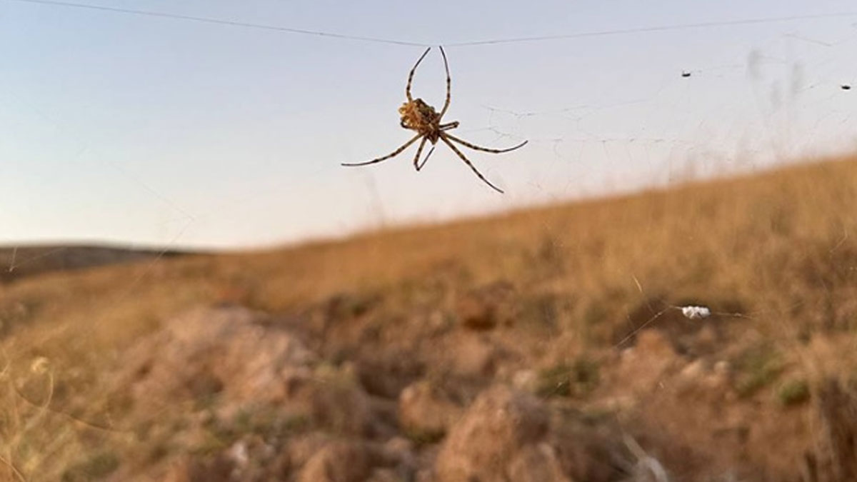 'Argiope lobata' Türkiye'de! Dünyanın en zehirlilerinden...