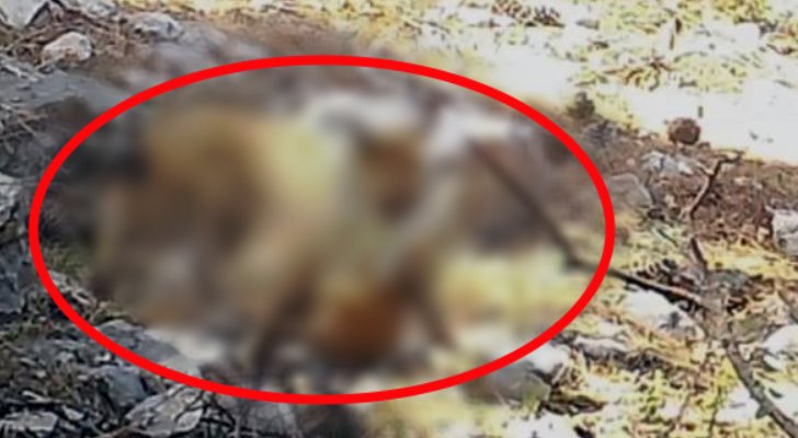 Görüntüler Afrika'dan değil, Türkiye'den! Böylesi ilk kez görüldü! Kameralara öyle bir yakalandı ki...